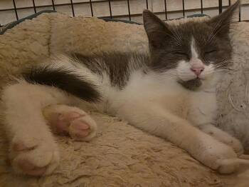 C329 Litter Thumper -  Domestic Short Hair Cat for Adoption in Livonia, Michigan - C329 Litter Thumper | PetCurious
