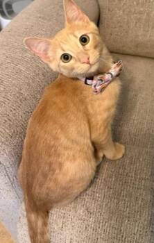 Melon -  Tabby and Domestic Medium Hair Cat for Adoption in Richardson, Texas - Melon | PetCurious