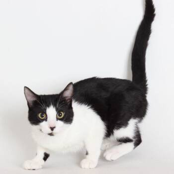 Rescue Domestic Short Hair Cats for Adoption in Anderson, California - Bert | PetCurious