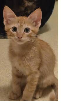 Crackerjack Summerlover -  Domestic Short Hair and Tabby Cat for Adoption in Chandler, Arizona - Crackerjack Summerlover | PetCurious