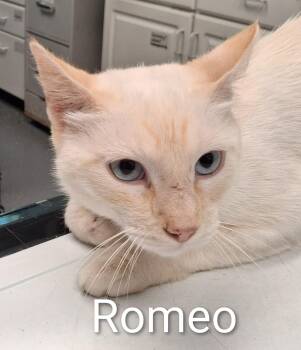 Romeo -  Siamese Cat for Adoption in Maynardville, Tennessee - Romeo | PetCurious