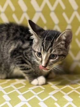 Redwood -  Domestic Short Hair Cat for Adoption in Lawrenceville, Georgia - Redwood | PetCurious