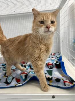 Domestic Short Hair Cats Available for Adoption in Brookings, Oregon - Nana | PetCurious