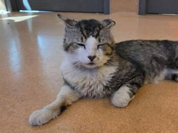Domestic Medium Hair and Domestic Short Hair Cats Available for Adoption in Martinez, California - CROUTON | PetCurious