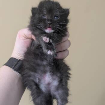 Norfolk -  Domestic Short Hair Cat for Adoption in Brownsboro, Alabama - Norfolk | PetCurious