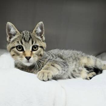 Kiwi (Yellow Collar) -  Domestic Short Hair Cat for Adoption in Michigan City, Indiana - Kiwi (Yellow Collar) | PetCurious