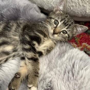 Stream VanDeusen -  Domestic Short Hair Cat for Adoption in Morrison, Colorado - Stream VanDeusen | PetCurious