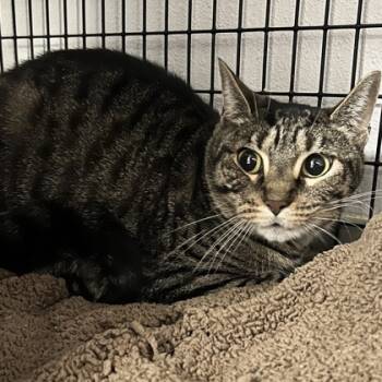 Rescue Domestic Short Hair Cats for Adoption in Carrollton, Texas - Bandit | PetCurious