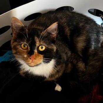 Domestic Short Hair Cats Available for Adoption in Roanoke, Virginia - River | PetCurious