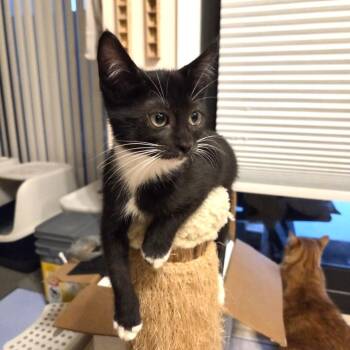 Neon -  Domestic Short Hair Cat for Adoption in Sunrise, Florida - Neon | PetCurious