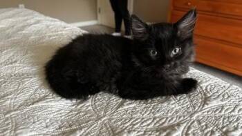 Berlioz -  Domestic Long Hair Cat for Adoption in Ontario, New York - Berlioz | PetCurious