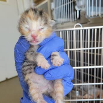 Maple -  Domestic Short Hair Cat Available for Adoption in Westminster, California - Maple | PetCurious