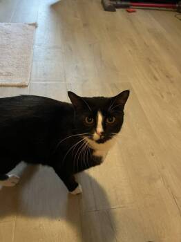 Sylvester -  Domestic Short Hair Cat for Adoption in St. Peters, Missouri - Sylvester | PetCurious