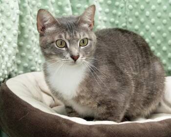 Domestic Short Hair Cats Available for Adoption in Kingsland, Georgia - Lily | PetCurious