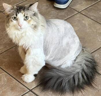 BASIL -  Domestic Medium Hair Cat for Adoption in Camarillo, California - BASIL | PetCurious