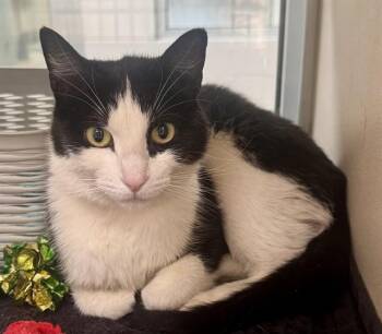 ROARY -  Domestic Short Hair Cat for Adoption in Pueblo, Colorado - ROARY | PetCurious