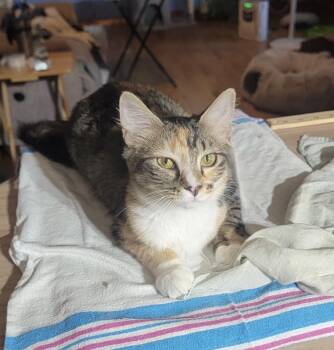 Kit -  Calico and Tabby Cat for Adoption in Plumerville, Arkansas - Kit | PetCurious