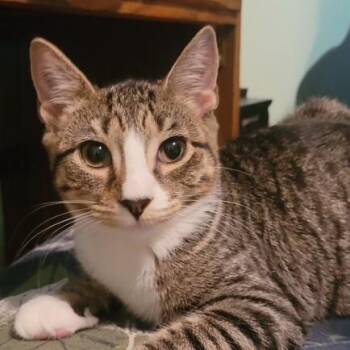 Halibut -  Domestic Short Hair Cat for Adoption in West Warwick, Rhode Island - Halibut | PetCurious