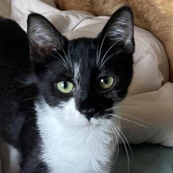 Po -  Domestic Short Hair Cat for Adoption in San Diego, California - Po | PetCurious