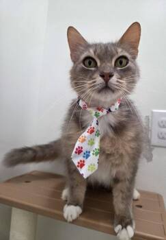 Lucky -  Domestic Long Hair and Calico Cat Available for Adoption in Magnolia Springs, Alabama - Lucky | PetCurious