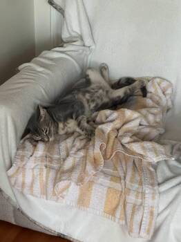 Georgie (and Stevie) -  Tabby and Domestic Short Hair Cat for Adoption in Walnut Creek, California - Georgie (and Stevie) | PetCurious