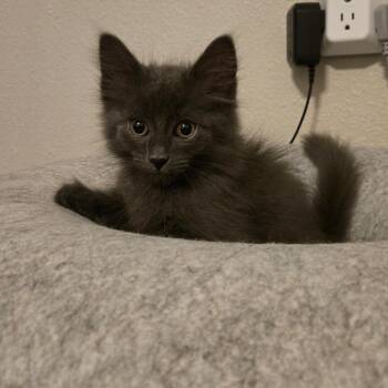 Smite -  Domestic Long Hair Cat for Adoption in Fort Worth, Texas - Smite | PetCurious