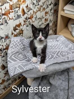Sylvester -  Domestic Short Hair Cat for Adoption in Jim Thorpe, Pennsylvania - Sylvester | PetCurious