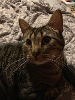 Domestic Short Hair Cats Available for Adoption - Chen | PetCurious