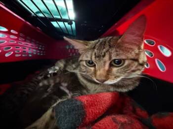 A225614 -  Domestic Short Hair Cat for Adoption in Woodland, California - A225614 | PetCurious