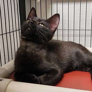 Waldo -  Domestic Short Hair Cat for Adoption in Columbus, North Carolina - Waldo | PetCurious