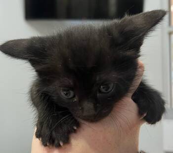 Domestic Short Hair Cats Available for Adoption in Richland Hills, Texas - Binx | PetCurious