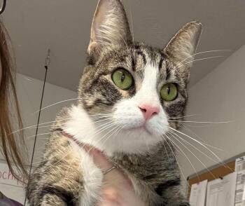Lulu -  Domestic Short Hair Cat for Adoption in Bolivar, Missouri - Lulu | PetCurious