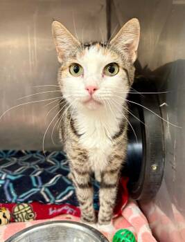 Music -  Domestic Short Hair Cat for Adoption in Gillette, Wyoming - Music | PetCurious