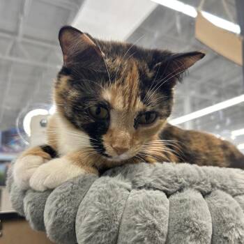 Artemis -  Domestic Short Hair Cat for Adoption in Buffalo, New York - Artemis | PetCurious