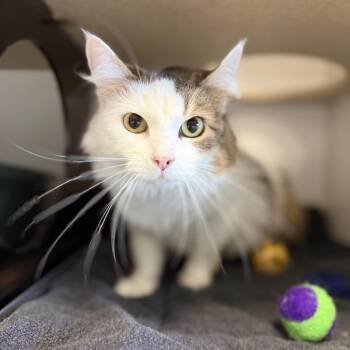 Domestic Long Hair Cats Available for Adoption in Park City, Utah - Sashimi | PetCurious