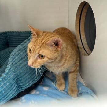 Domestic Short Hair Cats Available for Adoption in Abingdon, Maryland - CC Tangie | PetCurious