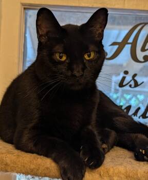 Mama May -  Domestic Short Hair Cat for Adoption in Pompano Beach, Florida - Mama May | PetCurious