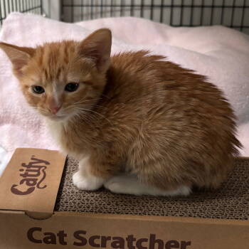 Rescue Domestic Short Hair Cats for Adoption in Dallas, Texas - Sokka | PetCurious