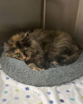 Domestic Long Hair Cats Available for Adoption - Nora | PetCurious