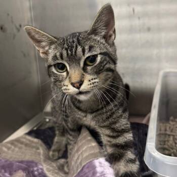 Rescue Domestic Short Hair Cats for Adoption in Spring Hill, Kansas - Benita | PetCurious