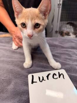 Lurch -  Domestic Short Hair Cat for Adoption in Vancouver, Washington - Lurch | PetCurious