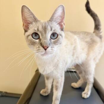 Pegasus -  Domestic Short Hair Cat for Adoption in Agoura Hills, California - Pegasus | PetCurious