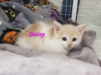 Daisy -  Domestic Short Hair Cat for Adoption in Diamond Springs, California - Daisy | PetCurious