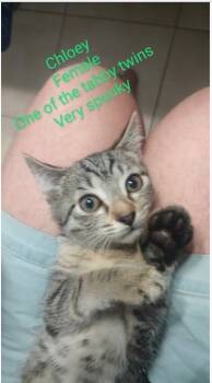 Rescue Domestic Short Hair Cats for Adoption in Evans, Georgia - Chloe | PetCurious