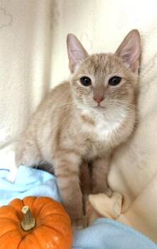 Duckie -  Domestic Short Hair and Tiger Cat for Adoption in Lake Monroe, Florida - Duckie | PetCurious