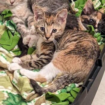 Stella -  Domestic Short Hair Cat for Adoption in Milan, Illinois - Stella | PetCurious