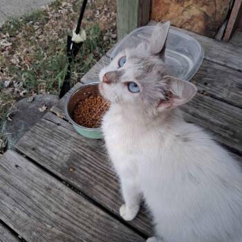 Ivory -  Siamese and Domestic Medium Hair Cat for Adoption in Miami, Oklahoma - Ivory | PetCurious