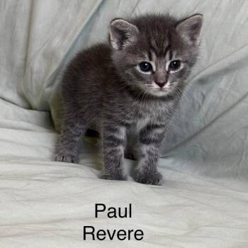 Paul Revere -  Domestic Medium Hair Cat for Adoption in Cumming, Georgia - Paul Revere | PetCurious