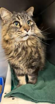 Domestic Long Hair Cats Available for Adoption in Gillette, Wyoming - Chance | PetCurious