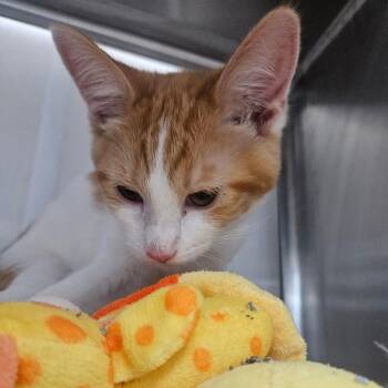 Peach -  Domestic Short Hair Cat for Adoption in Grantsville, Utah - Peach | PetCurious